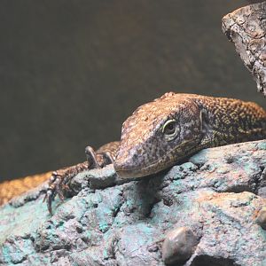Australasian Mangrove Monitor (Varanus chlorostigma)