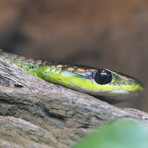 Green Tree Snake (Dendrelaphis punctulatus)