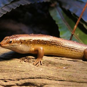 Major Skink (Bellatorias frerei)
