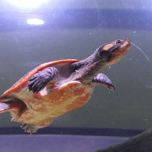 Jardine River Turtle (Emydura subglobosa)