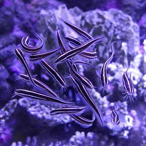 Striped Eel Catfish juveniles (Plotosus lineatus)