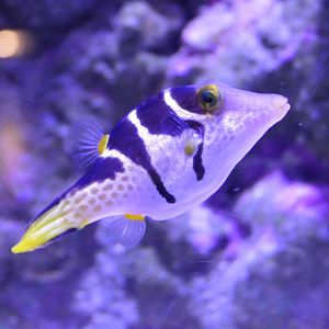 Blacksaddled Toby (Canthigaster valentini)