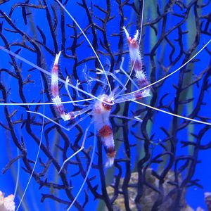Coral Banded Shrimp (Stenopus hispidus)