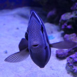 Pacific Sailfin Tang (Zebrasoma velifer)