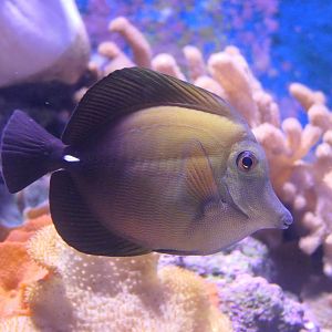 Scopas Tang (Zebrasoma scopas)