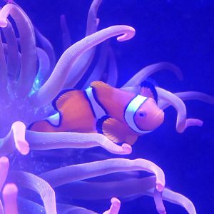 Percula Clownfish (Amphiprion percula)