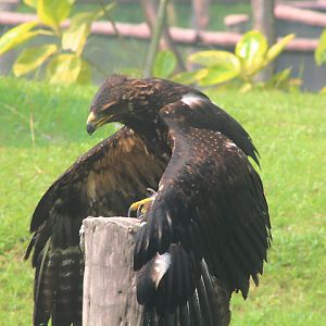 Malayan black eagle (Ictinaetus malaiensis malaiensis) - Aviary Park