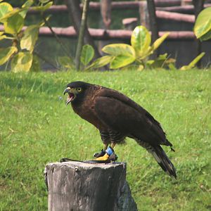 Sulawesi serpent eagle (Spilornis rufipectus rufipectus) - Aviary Park
