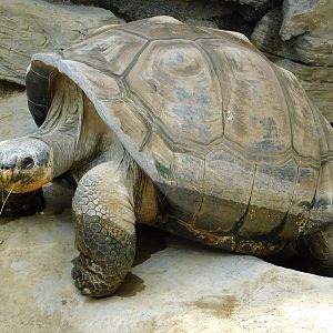 Galapagos Giant Tortoise (Chelonoidis niger) June 29, 2025