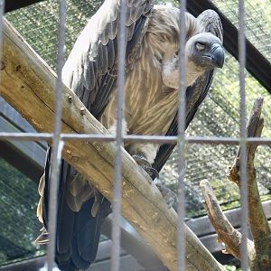 White-backed Vulture (Gyps africanus) June 29, 2025