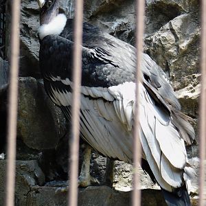 Andean Condor (Vultur gryphus) June 29, 2025