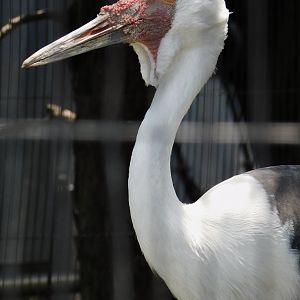Wattled Crane (Grus carunculata) June 29, 2025