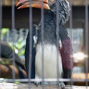 Crowned Hornbill (Lophoceros alboterminatus) June 29, 2025