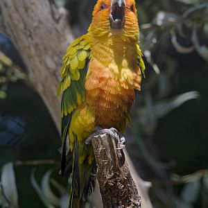 Sun conure at maximum volume