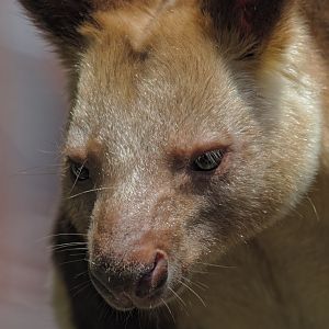 Goodfellow's tree kangaroo