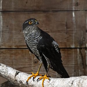 paraZOO - Eurasian sparrohawk