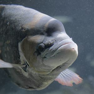 Giant red fin gourami, adult