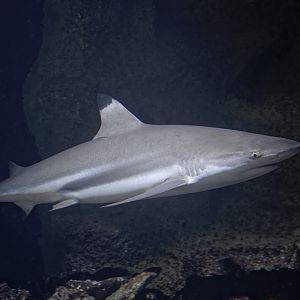 Blacktip reef shark