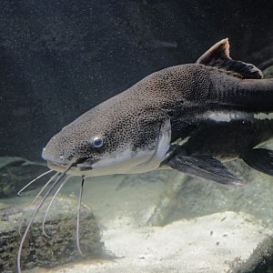 Redtail catfish
