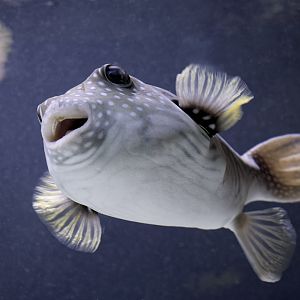 White-spotted puffer