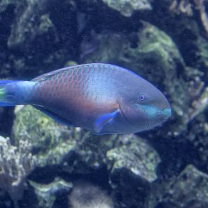 Quoy's parrotfish