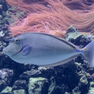 Bluespine unicornfish