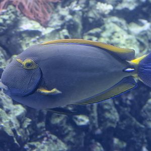 Eyestripe surgeonfish