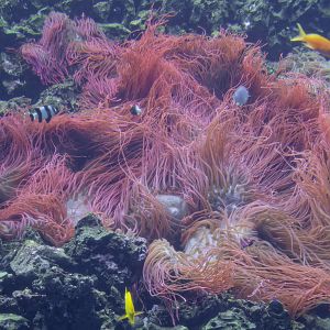 Sea anemone