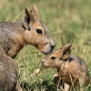 Patagonian Mara, ZSL Whipsnade, UK