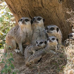 Meerkats, ZSL Whipsnade, UK