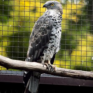paraZOO - European honey buzzard