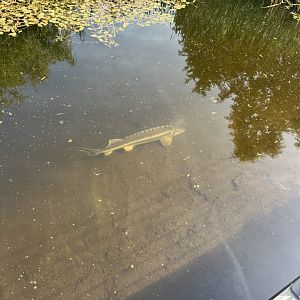 Sturgeon (8/28/25)