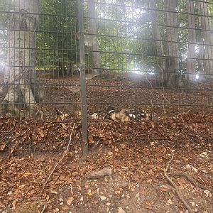 Sleeping African Painted Dogs (Lycaon pictus) 8/28/2025