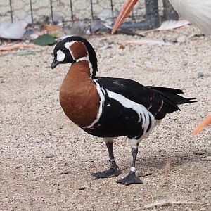 Red-Breasted Goose and White Stork