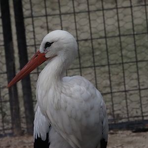 White Stork 1
