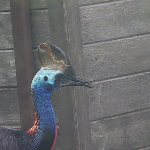 Southern Cassowary
