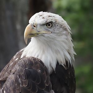 Bald Eagle 2