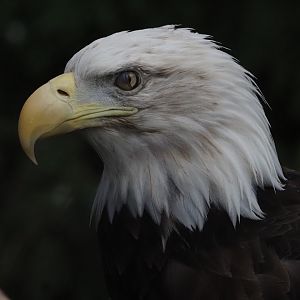 Bald Eagle 3