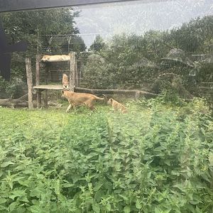 Lionesses and cubs (Panthera leo) (8/28/25)