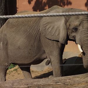 African Bush Elephant "Renee"