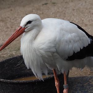 White Stork 2