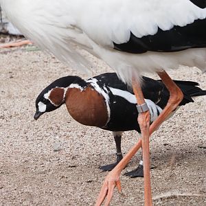 Red-Breasted Goose and White Stork 2