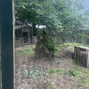 Lion cub (Panthera leo) 8/28/25