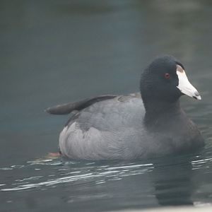 American Coot