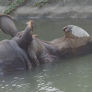 Indian Rhinoceros