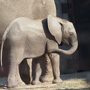 African Bush Elephants Mother "Renee" and Daughter "Kirkja" 1
