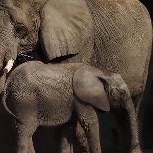 African Bush Elephants Mother "Renee" and Daughter "Kirkja" 2