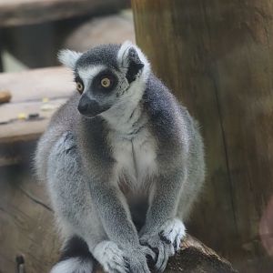 Ring-Tailed Lemur 1