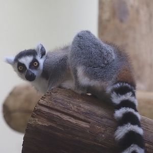Ring-Tailed Lemur 2
