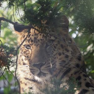 Amur Leopard "Antin" 2